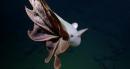 Ghost-Like Unbrella Octopus Dances Around Deep Sea Camera