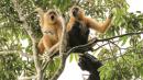 Conservation: Glimmer of hope for world's rarest primate