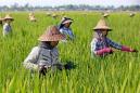 Global warming may have 'devastating' effects on rice: study