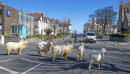 Un-baaaaa-lievable: Goats invade locked-down Welsh town