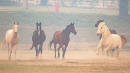 46 Racehorses Killed In Southern California Wildfire Tragedy