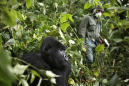 Africa's mountain gorillas also at risk from coronavirus