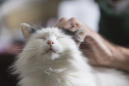 Could a parasite carried by your cat make you more entrepreneurial?