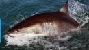 10-foot great white shark kills surfer in Australia