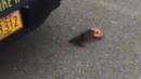 Paw & Order: Squirrel Steals Doughnut From Cop and Takes Off