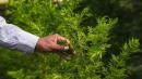 Coronavirus: What do we know about the artemisia plant?