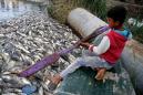 Thousands of carp die in mysterious circumstances in Iraq