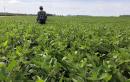 Farmer's threat prompts U.S. Agriculture Department to pull staff from crop tour