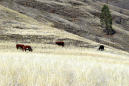 Group sues US for details about impact of grazing program