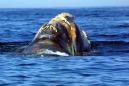 Unusual spike in whale deaths in Canada, US sparks probe