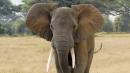 Botswana: Mystery elephant deaths caused by cyanobacteria