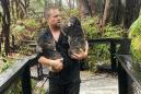 Fires, then floods: How much can a koala bear?