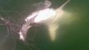 Researchers Catch Small Shark, 8-Foot Great White Steals It