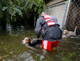 A picture and its story: Dogs in the disaster zone