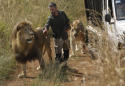 Lion kills woman at refuge of South African 'lion whisperer'