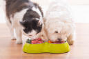 Feeding Pets a Raw-Meat Diet Can Be Dangerous for Them—and for You