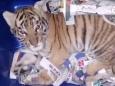 Mexico authorities catch animal traffickers trying to mail a tiger cub