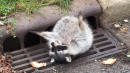 Chunky Raccoon Stuck In Grate Rescued By Local Authorities