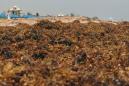 Seaweed Could Be Worse Than Ever This Year Thanks to Growing 5,500-Mile Patch of Sargassum