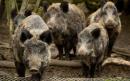 Belgium's exploding wild boar population must go on the pill, demands exasperated mayor