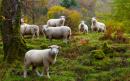 Hundreds of sheep killed after bear chases them over cliff
