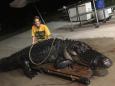 A 12-foot alligator was found on a Florida highway: 'He wasn't happy'