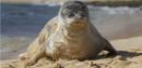 Hawaiian Monk Seal With Eel Stuck Up Its Nose Makes Full Recovery — The Eel, Not So Much
