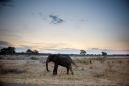 Dozens of elephants die in Zimbabwe drought
