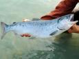 Unprecedented heatwave 'kills thousands of fish' in Alaska