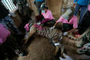Scores of tigers rescued from infamous Thai temple have died: media