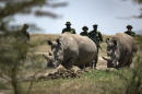 Extracted eggs may stop extinction of northern white rhino