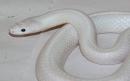 Incredibly rare white snake found in Australia  