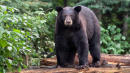 Black Bear Fatally Mauls Teen Who Was Running Alaska Mountain Race