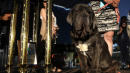 Martha The Neapolitan Mastiff Is Crowned 'World's Ugliest Dog'