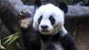 World's oldest captive panda dies at ripe old age of 100 (in panda years)
