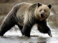 Judge blocks Trump administration's decision to allow grizzly bear hunting