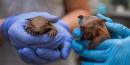 Screaming Hairy Armadillo Pups Born At National Zoo For First Time