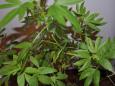 Elderly couple suing police alleging excessive force after hibiscus plants mistaken for marijuana