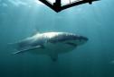 Great White Sharks Spotted Off Massachusetts Coast