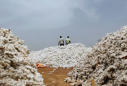 Special Report: How Monsanto's GM cotton sowed trouble in Africa