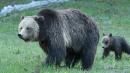 Bear Defending Cub Attacks 10-Year-Old Boy at Yellowstone National Park