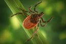 COVID-19 could lead to increase in tick-borne illness, experts say. Here's why