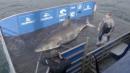 Massive 3,500-pound shark spotted off coast of North America