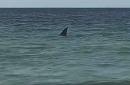 Enormous shark fin spotted off Florida coast revealed to be a hoax