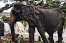 Emaciated elephant forced to perform during religious festival in Sri Lanka has died
