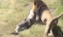 Shocking video shows owner of animal sanctuary dragged away by lion he raised