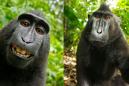 'Selfie monkeys' are now endangered because people can't stop eating them