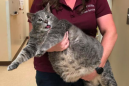 Sorry world, but this enormous cat named Mr. Handsome is off the market
