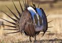 U.S. to relax rules protecting sage grouse, in win for oil drillers