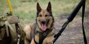 The US has decided to stop sending bomb-sniffing dogs to two Middle Eastern countries after many of the animals died